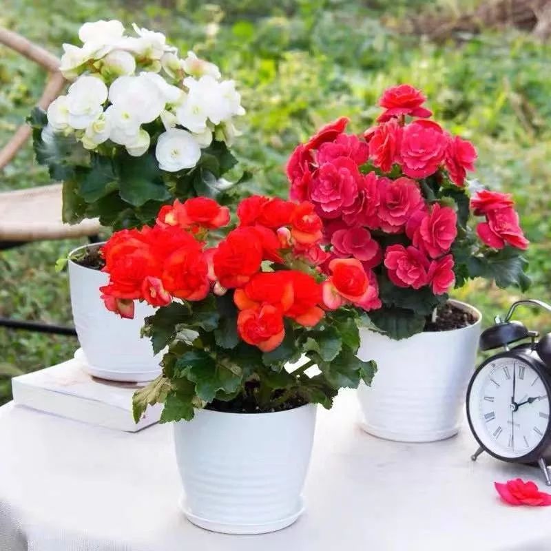 高级好看易养的花卉,最漂亮最迷人的大丽花图片