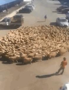 把中间的门店租下来取什么名字好,租下门面不知道取什么名字