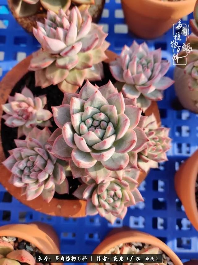 广东春天多肉图片大全,这个季节的多肉状态是最美的