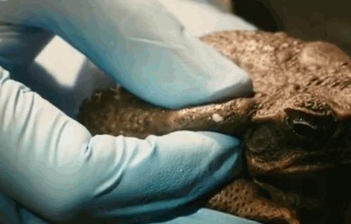 世界上最大的蟾蜍是,全世界最大的蟾蜍