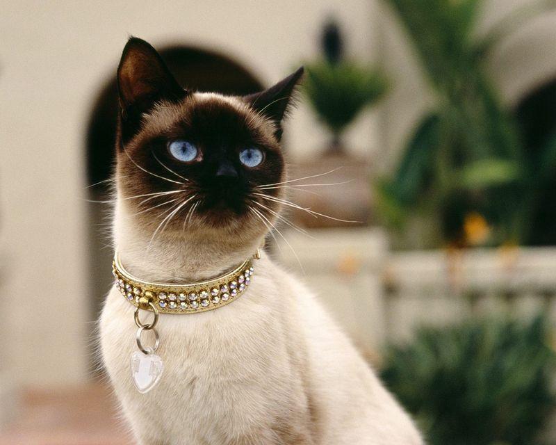 猫有哪些品种最好附图说明,介绍一下猫都有什么品种