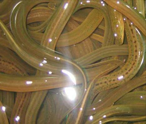 孟加拉黄鳝与本地黄鳝哪个好吃,印尼黄鳝价格