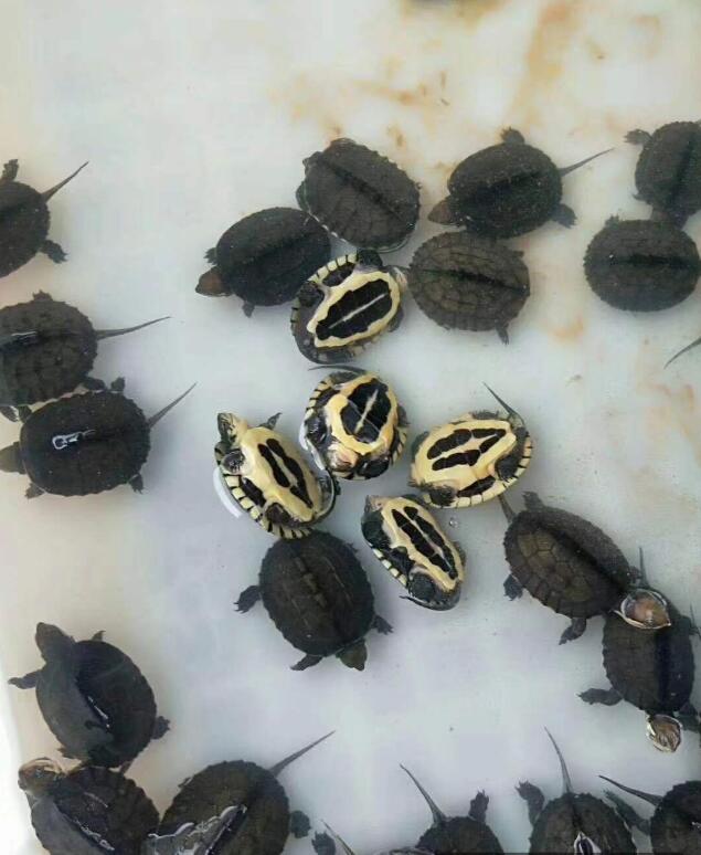 用盐腌乌龟会怎么样,养龟用盐