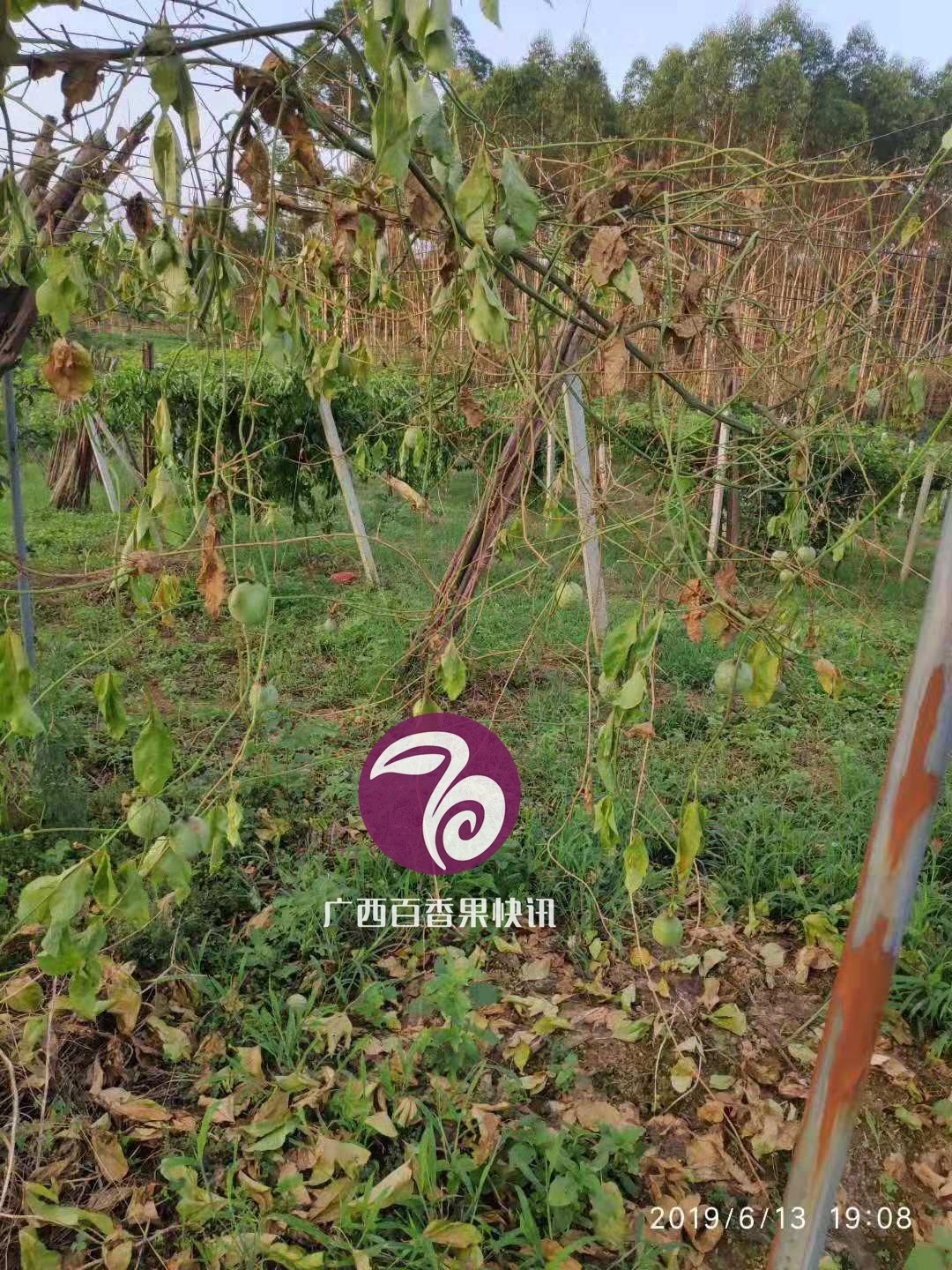 百香果镰刀菌属型、疫霉属型茎基腐病的区别与防治