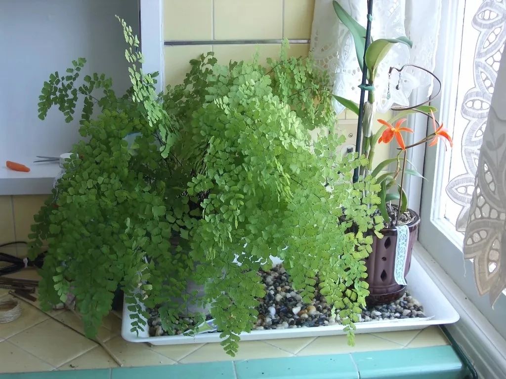 铁线蕨类植物如何繁殖,铁线蕨的养护方法及注意事项