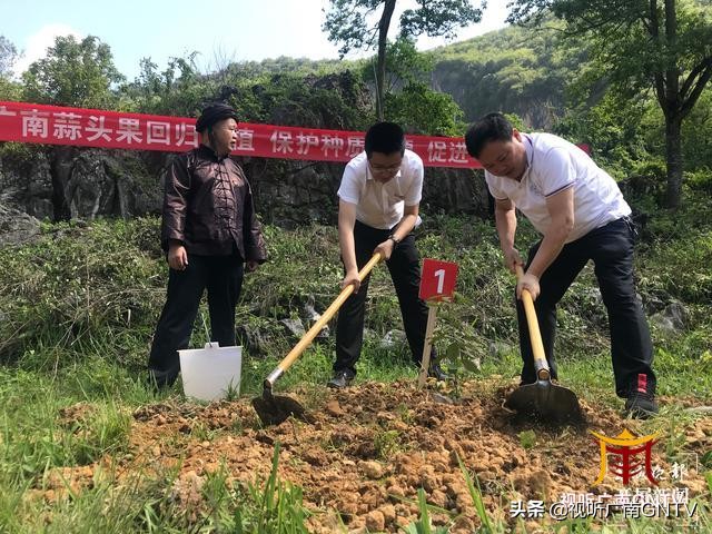 蒜头果中提取神经酸成文山广南村民“致富树”