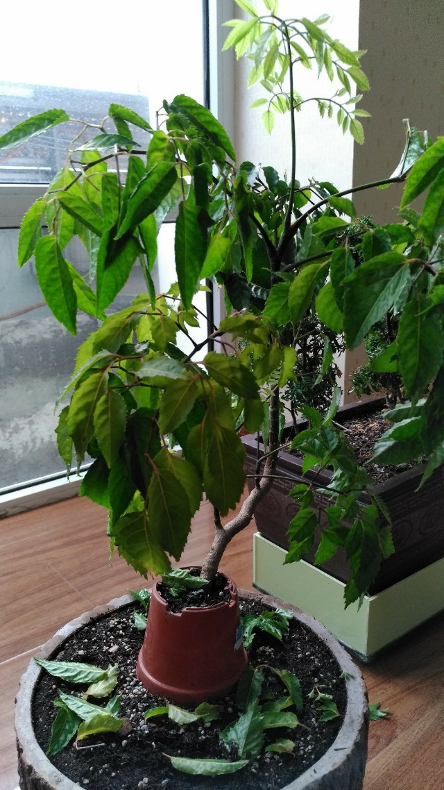 丽姐说花卉全部视频,福禄桐掉叶子发黄怎么补救