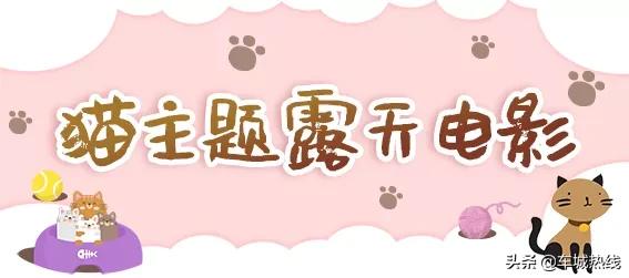 萌化了！十堰茅箭区首届撸猫节，周末约起