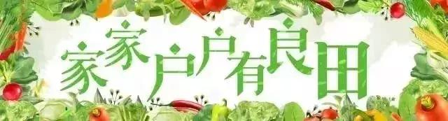 自己种菜省钱方便,自己种菜又方便又放心
