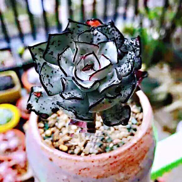 好看好养的多肉类植物,多肉类植物好看