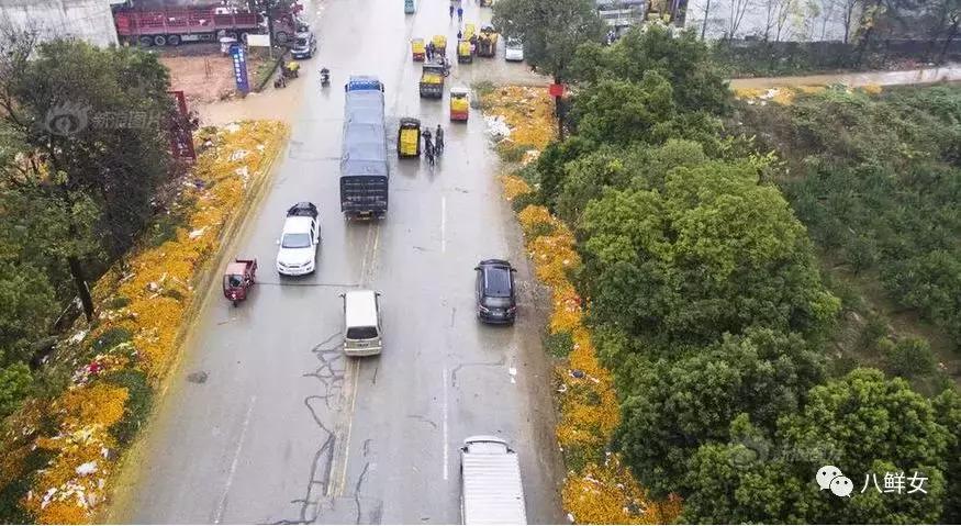 广西近年来柑橘滞销问题,广西柑橘滞销的原因数据