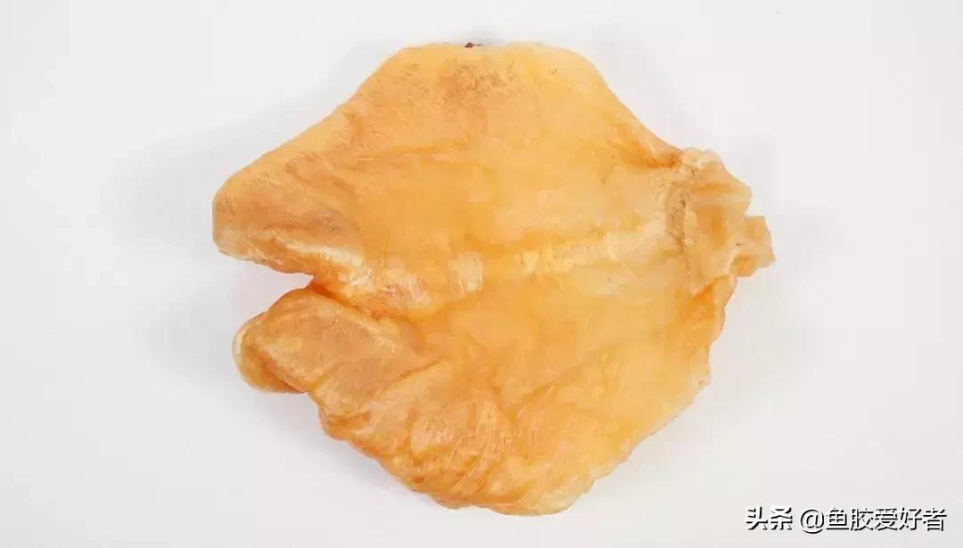 花胶怎么挑选公母,公花胶和母花胶怎样分别