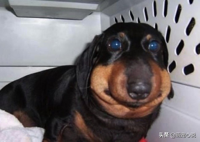 被蜜蜂给蛰了的猫咪狗狗们,猫咪狗狗被蜜蜂蜇了咋办