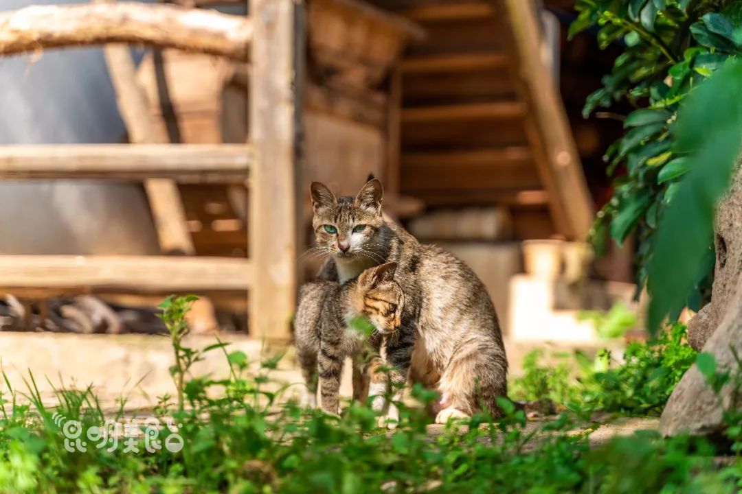 昆明高原明珠牛头宴,昆明附近哪里有世外桃源