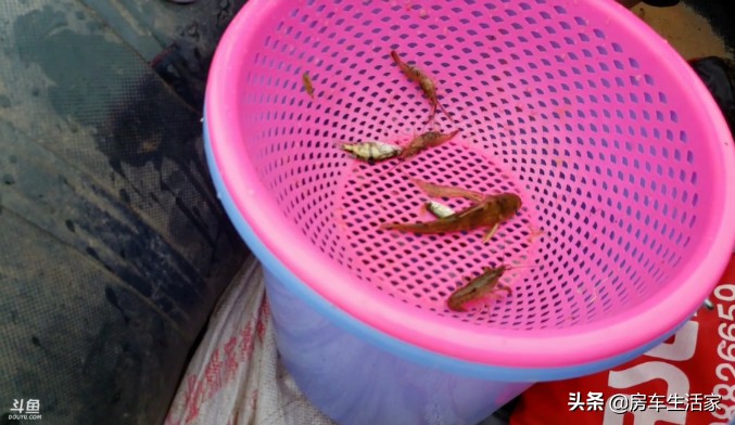 直播一场150万人围观,你知道啥叫房车户外打野团队吗?