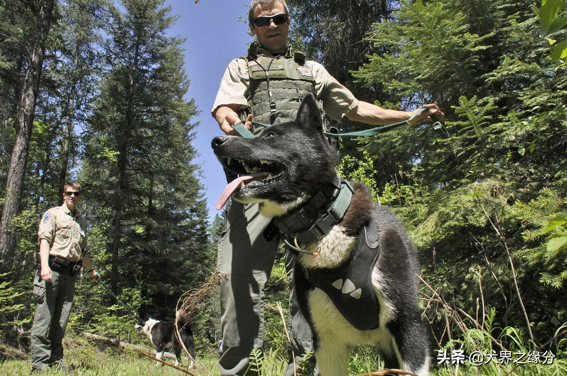高加索和俄罗斯猎熊犬,高加索犬vs猎熊犬