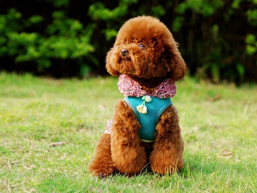 饲养泰迪犬的6个注意事项是什么,泰迪狗狗饲养攻略