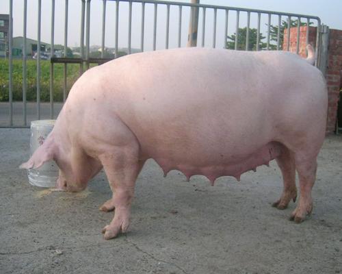 猪呕吐是什么原因,猪呕吐黄色粘稠状的液体怎么回事