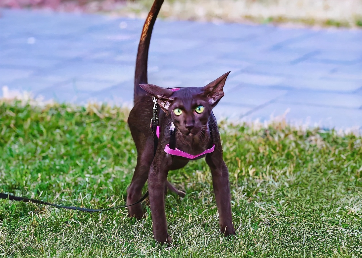 100种猫咪品种,100种猫咪名字大全