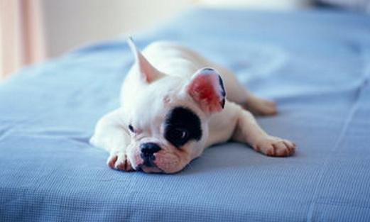 狗狗长到20斤如何停止不再长大,狗狗长到几个月就不长肩高