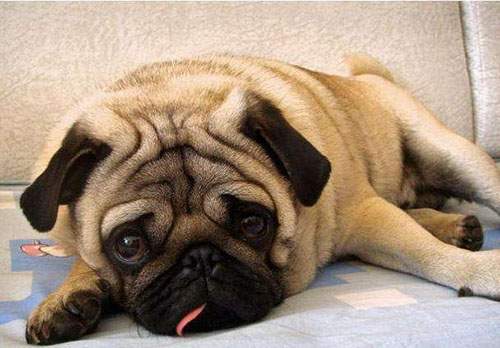 小狗不排便是什么原因,小狗排便困难怎么治疗