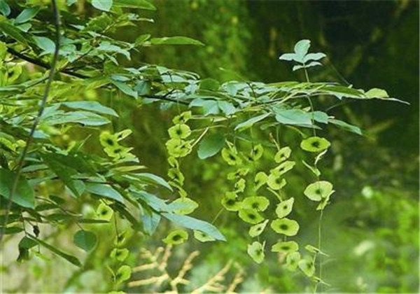 青钱柳生长哪些地区,青钱柳适合在什么地方种植