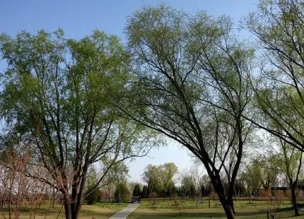 去看万紫千红的花海,五一近郊赏花去看缤纷七彩花田