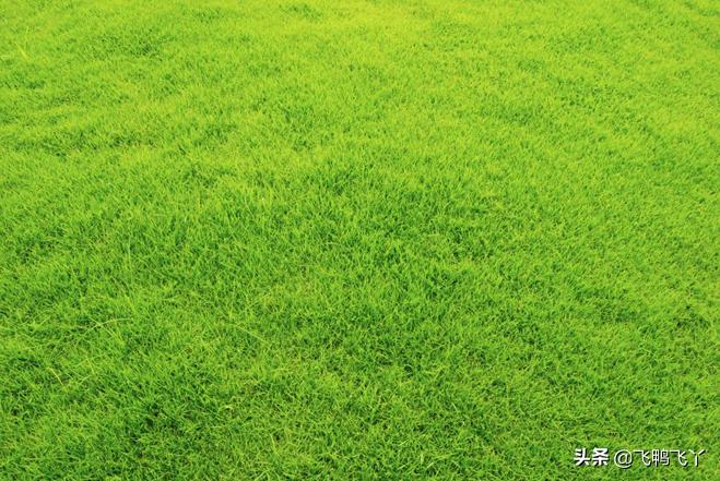 家庭庭院草坪最好种什么品种,庭院草坪草籽哪个品种好