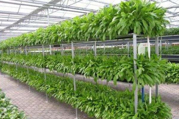 无土栽培蔬菜成本,无土栽培蔬菜投资成本如何