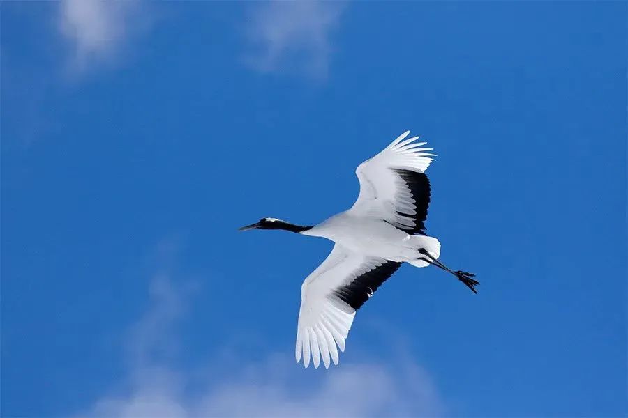 野外拍鸟用什么器材,拍鸟器材最佳配置