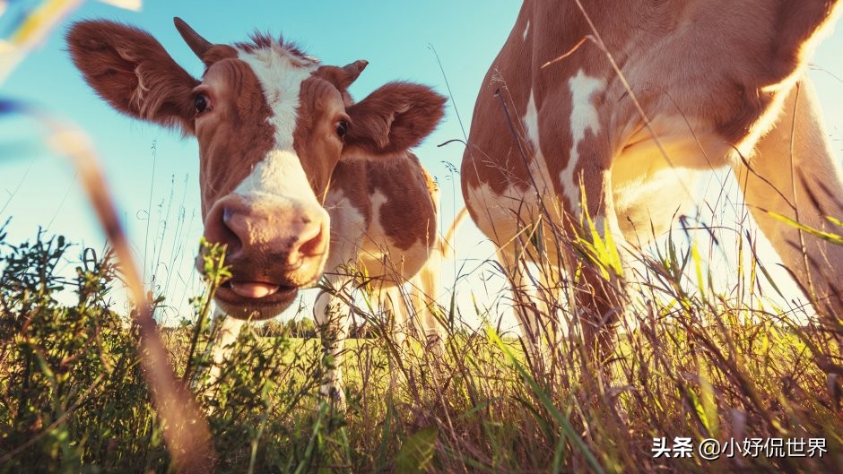 那些比书本有趣的冷知识,课本冷知识