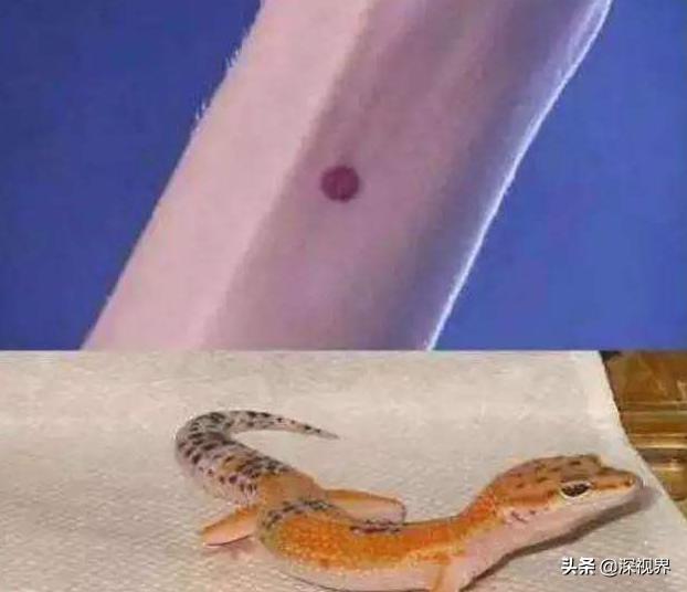 壁虎呆萌可爱,又可爱又温顺的壁虎