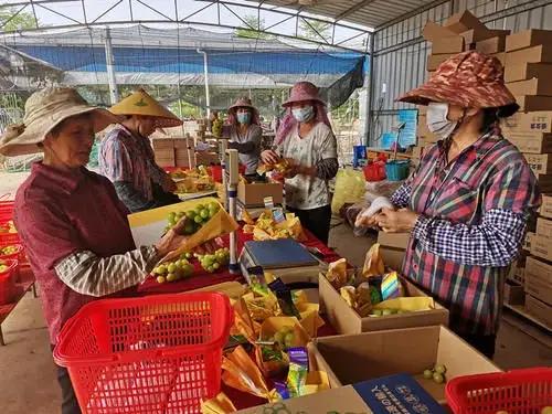 最近阳光玫瑰销售价格,全国阳光玫瑰上市时间价格