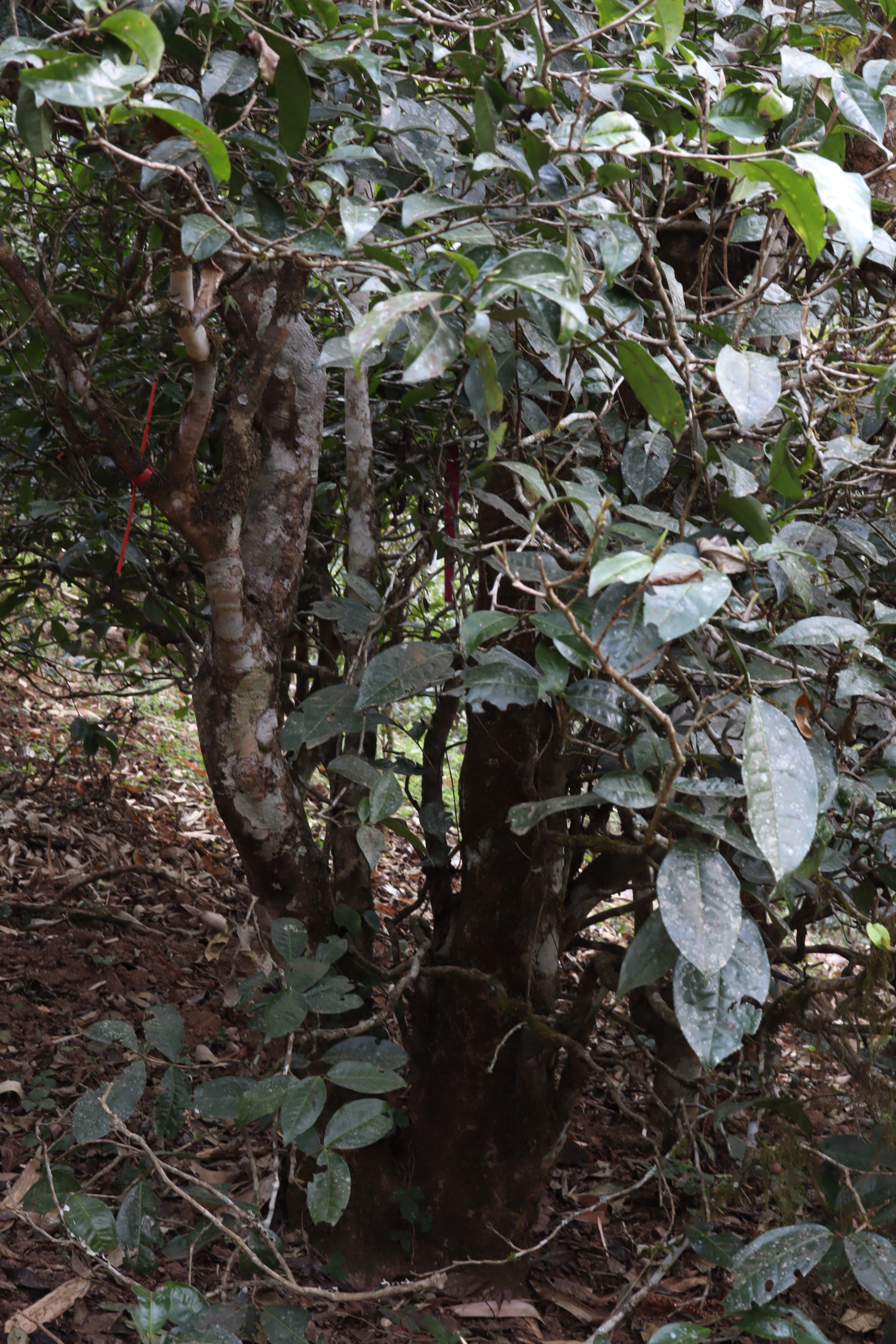 新六大茶山指哪六座山,新六大茶山是哪些
