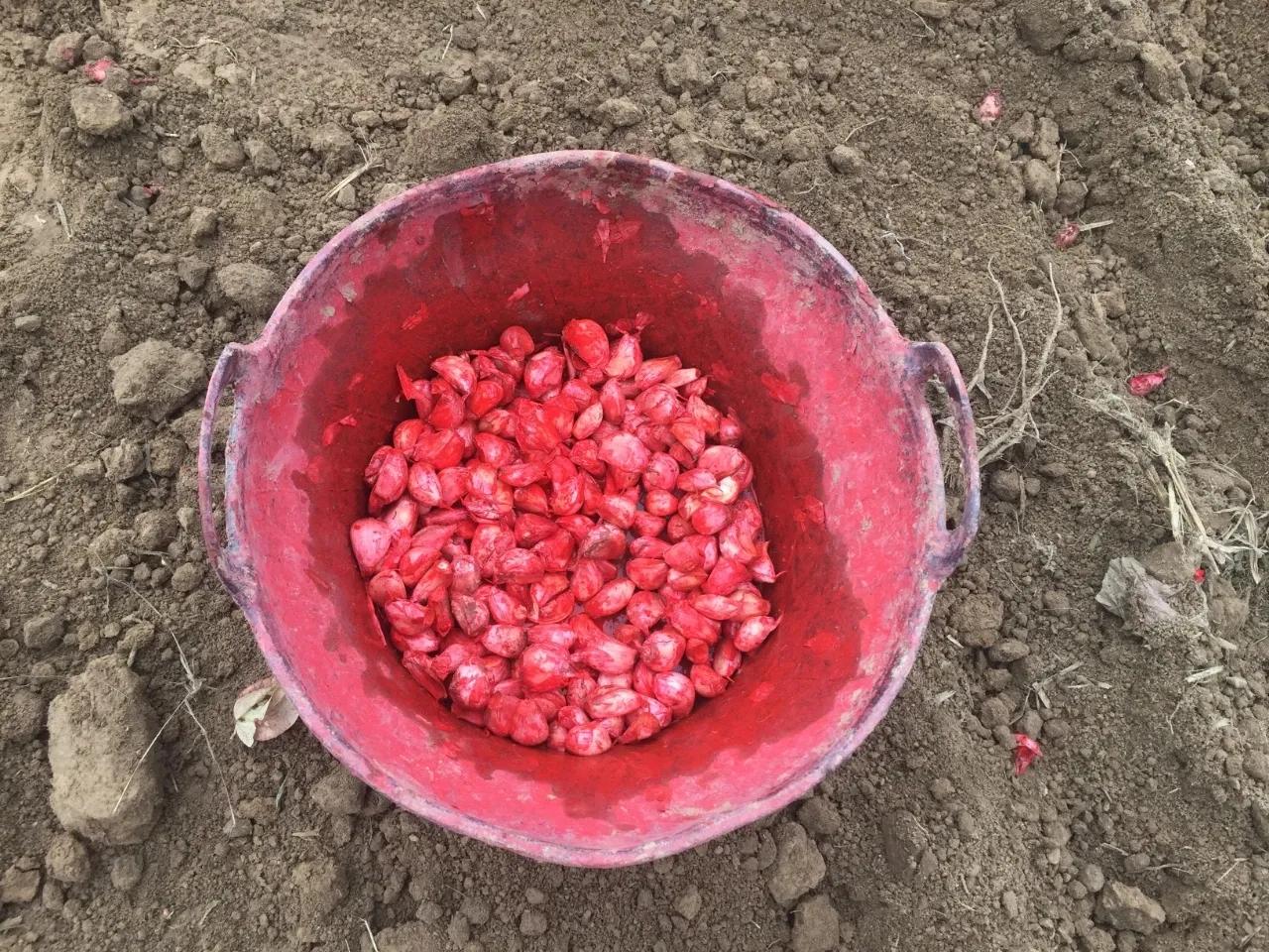 雨水多麦子播种注意事项,雨水太多种葱合适吗