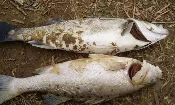 鱼鳃霉和水霉治疗方法一样吗,鱼得了水霉病怎么治最快