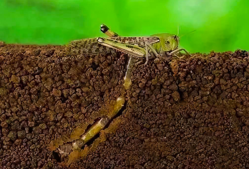 人为把蝗虫聚在一起会引发蝗灾吗,发生蝗灾蝗虫天敌去哪了