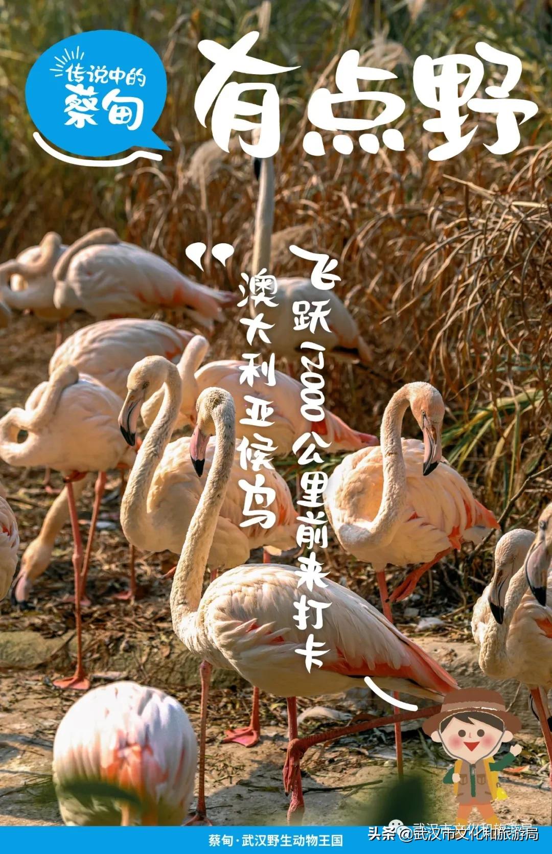 蔡甸区游玩,蔡甸在哪里