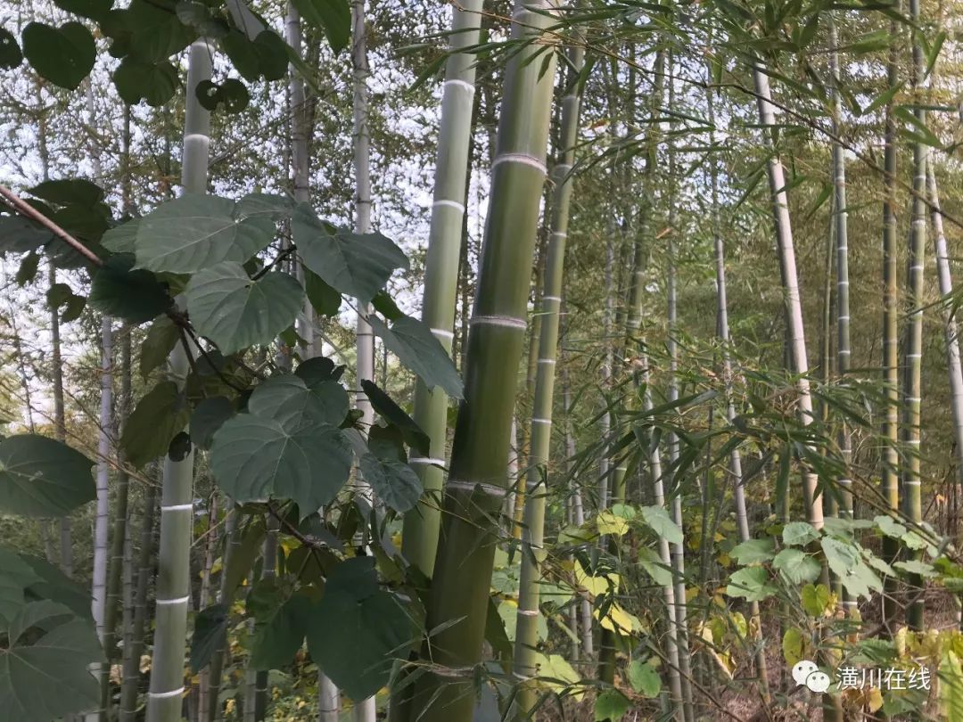 潢川双柳高山,潢川最高峰