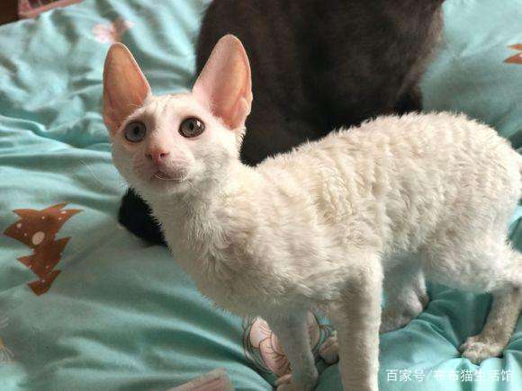 世界45种名犬图片大型犬,世界100种猫图片