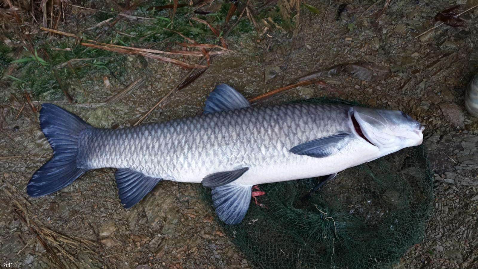 小鱼太多怎么避开小鱼钓大鱼,池塘钓鱼怎么规避小杂鱼