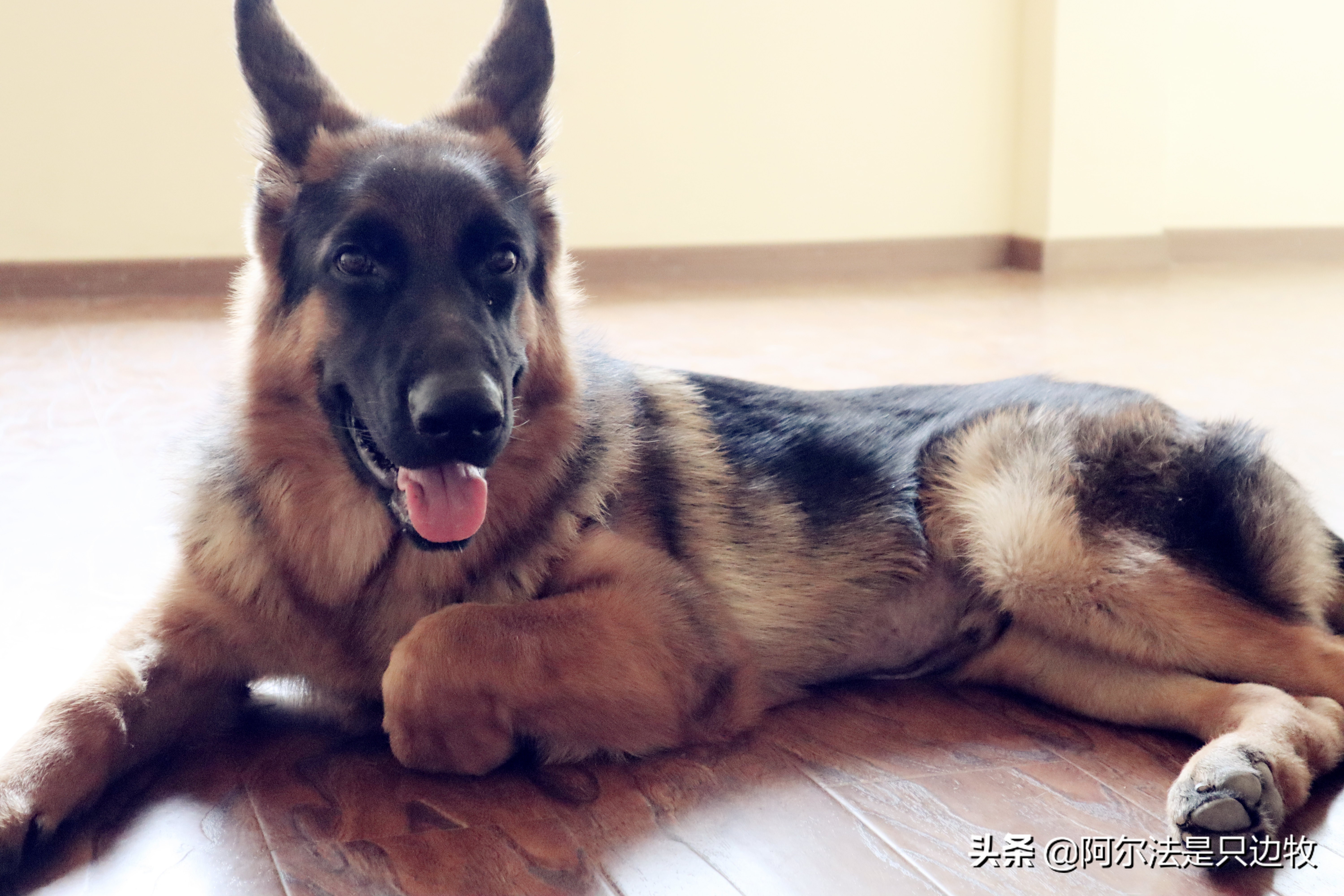 边牧如何减肥才更健康科学,德牧吃什么增高增肥快一点