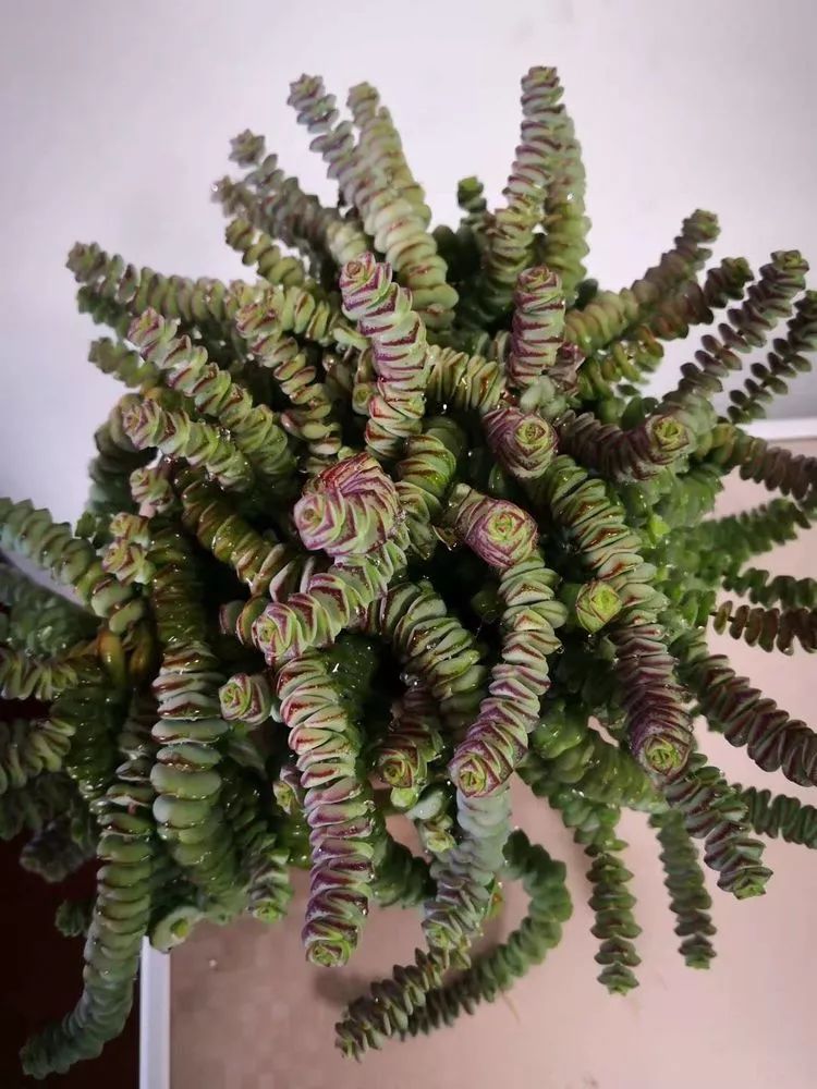 最美的20种多肉,15种最美的多肉