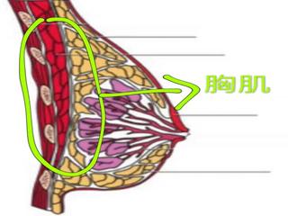 如何减肥胸部变小,减肥会减小胸部大小吗