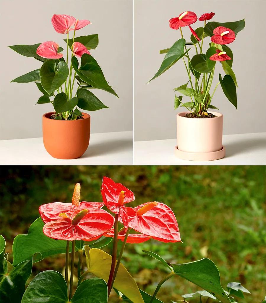 红掌儿童创意画,仙人掌画儿童画教程