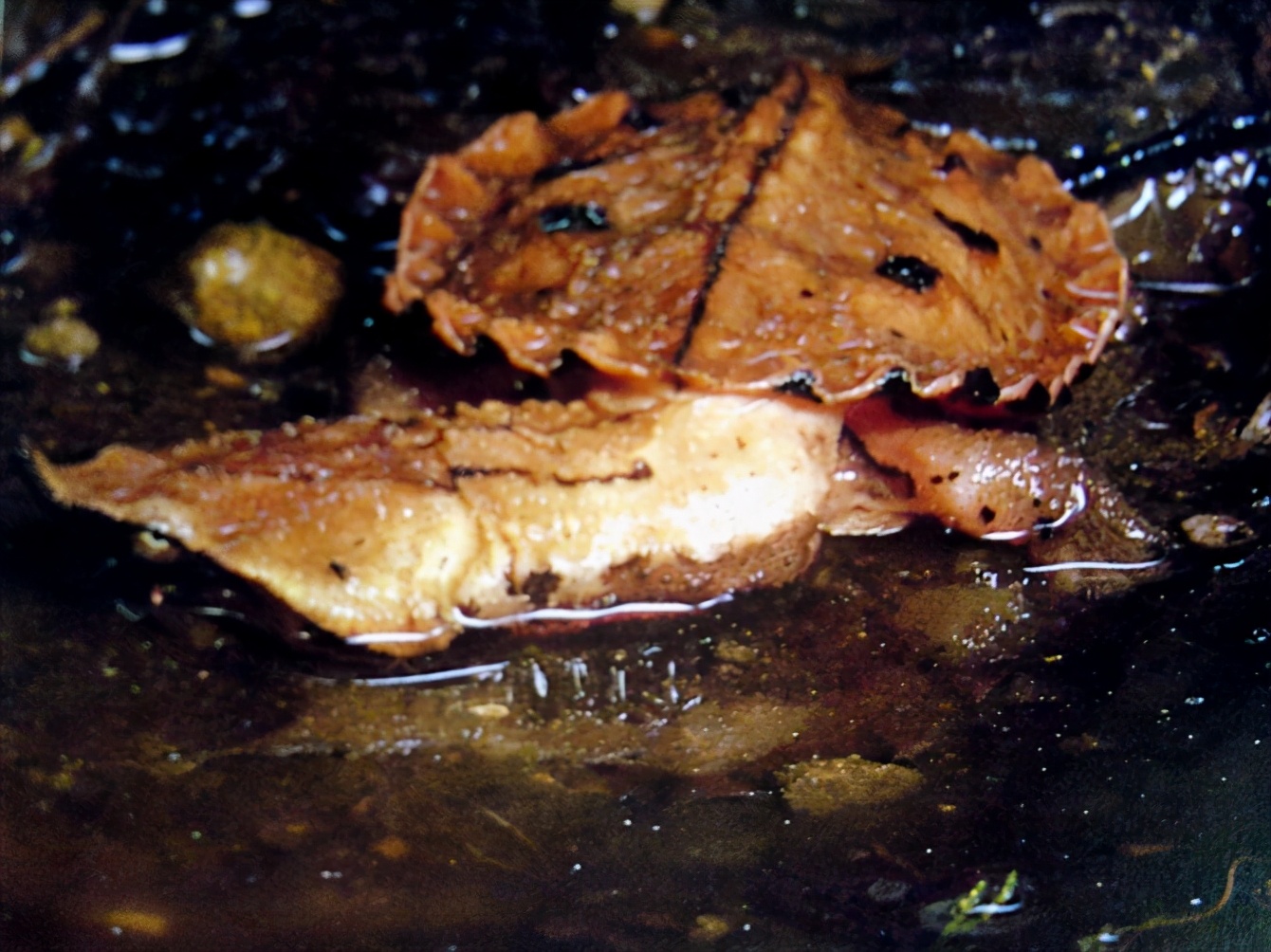 龟类纪录片,龟类图片