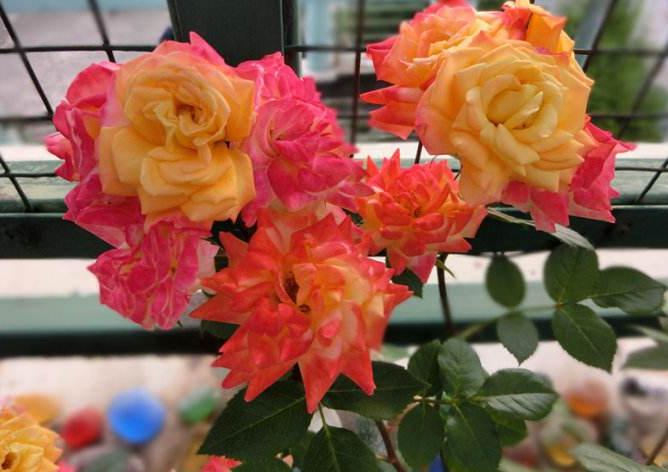 七彩月季扦插时间与方法,扦插月季怎么看出来品种