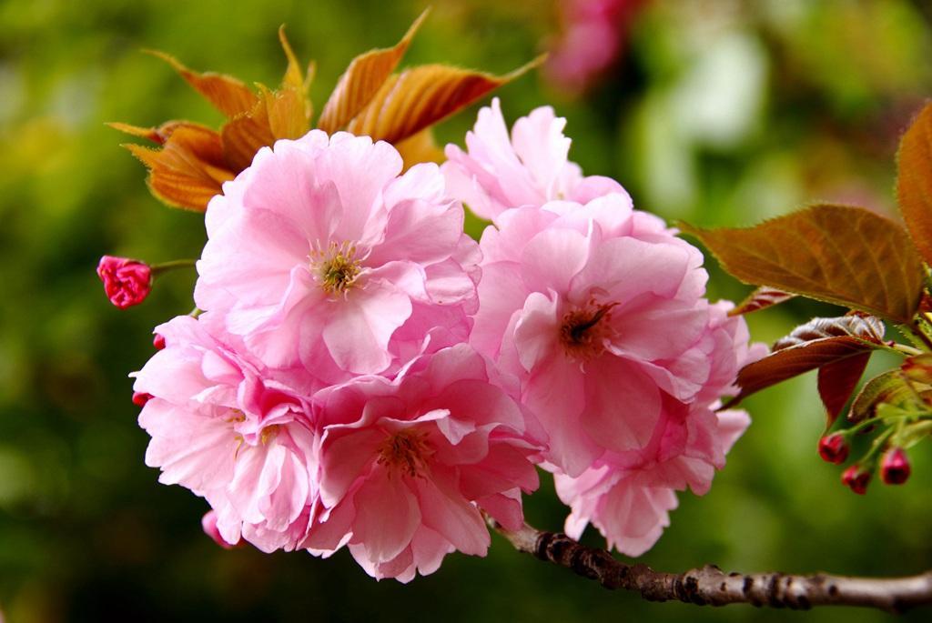 樱花季怎么能少得了专属樱花,四月开花的樱花有哪些