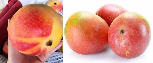 芒果品种西施芒,芒果品种四季蜜芒