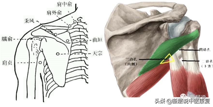 肩膀处抬不起,肩膀抬不起来感觉卡住了